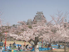 Hanami dans le parc du château de Himeji