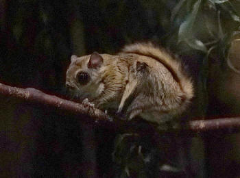 Pteromys momonga