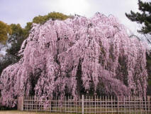 Kyoto cerisier pleureur