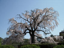 Kyoto maruyama cerisier pleureur sakura hanami