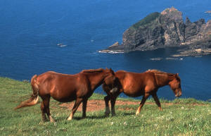 cheval côte Kuniga-kaigan shimane