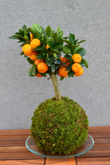 Kokedama orange