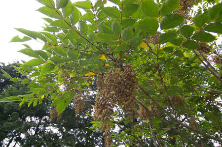 arbre à laque Urushi