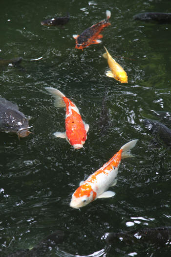 Carpes Koï du sanctuaire Shintô de  Atago, ville de Minato