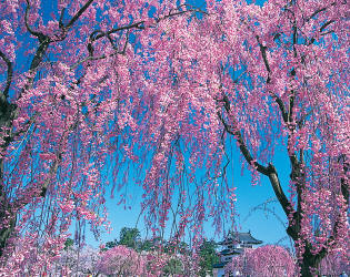 Château Hirosaki