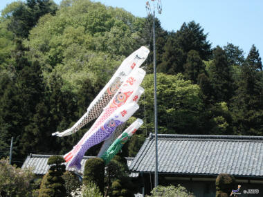 Préfecture de Saitama, ville de Chichibu : Koinobori