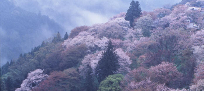 montagne Yoshinoyama cerisier Nara