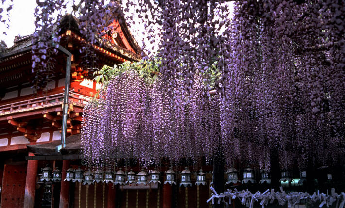 nara sanctuaire Kasuga Taisha