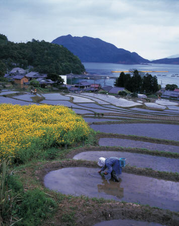 plan de riz. Culture en terrasse dans la région de Fukui