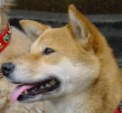 shiba