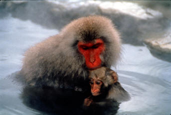 Macaques se baignant, en plein hivers dans les sources d'eau chaude de Nagano