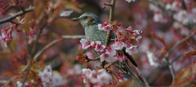 tokyo jardin Shinjyuku-Gyoen