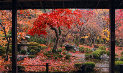 Japon Erable temple Enkoji