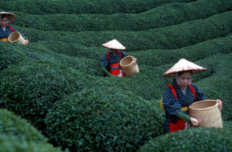 Japon récolte thé