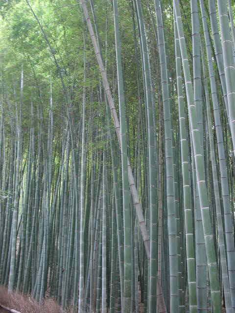 Forêt de bambous