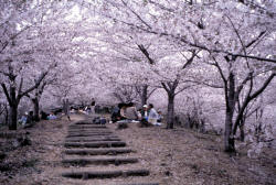 cerisier Nanreku Jyohen Parc