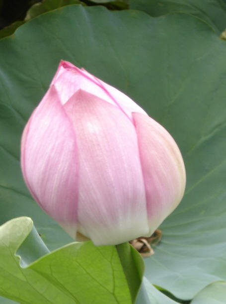 Lotus