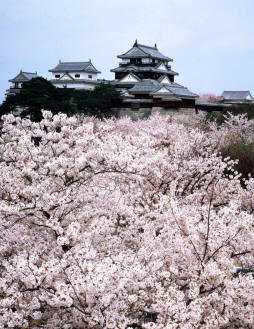 Château de Matsuyama lors de la floraison des cerisiers