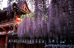 nara sanctuaire Kasuga Taisha